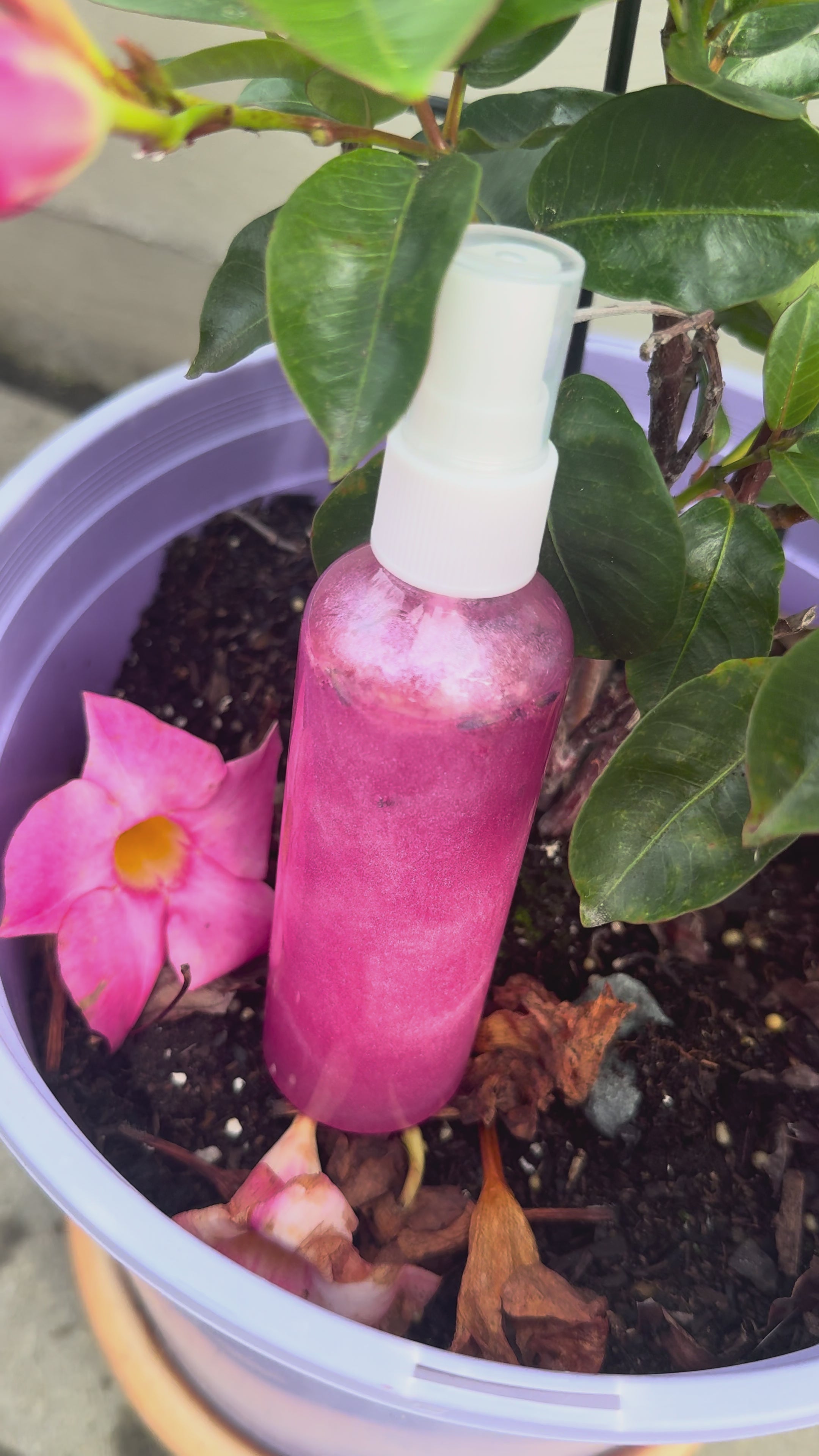 Enchanted Fairy Attraction Spray!